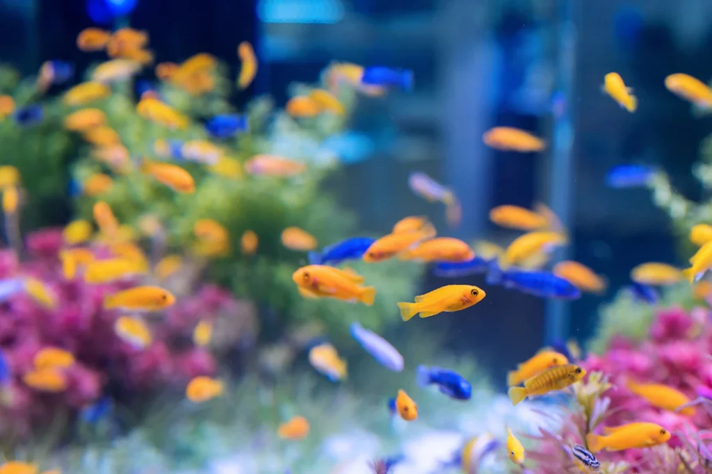 bunte Fische in Aquarium